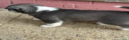 Siberian Husky dogs for sale: Puppies ready to go in London - Advert 13