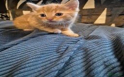 British Shorthair cats for sale: Ginger male kittens - Image 2