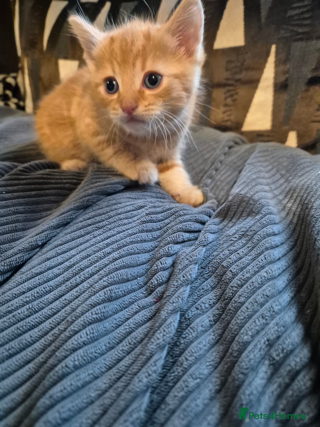 British Shorthair cats for sale: Ginger male kittens - Image 2