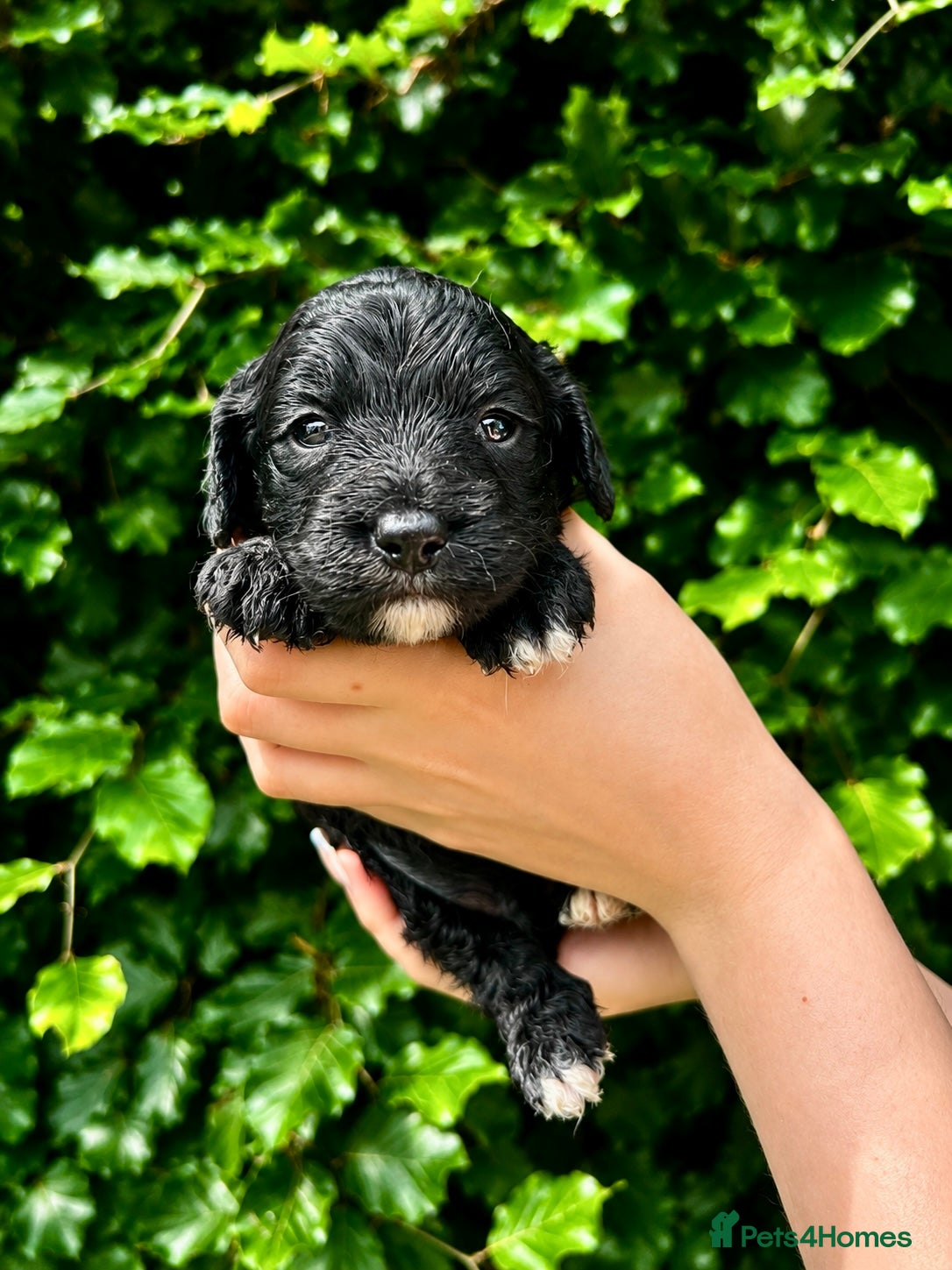 Sproodle dogs Stunning F1 Sproodles  - Advert 3