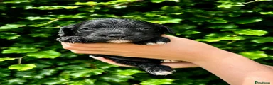 Sproodle Puppy 2