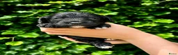 Sproodle dogs for sale: Stunning F1 Sproodles  - Advert 1