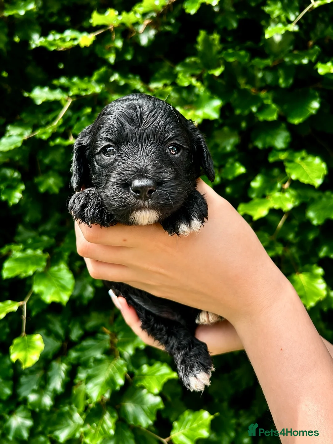 Sproodle dogs for sale: Stunning F1 Sproodles  - Advert 1