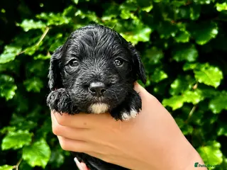 Sproodle dogs Stunning F1 Sproodles - Advert 5