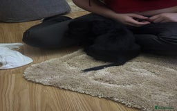 Cockalier dogs for sale: Cockier  - Advert 2