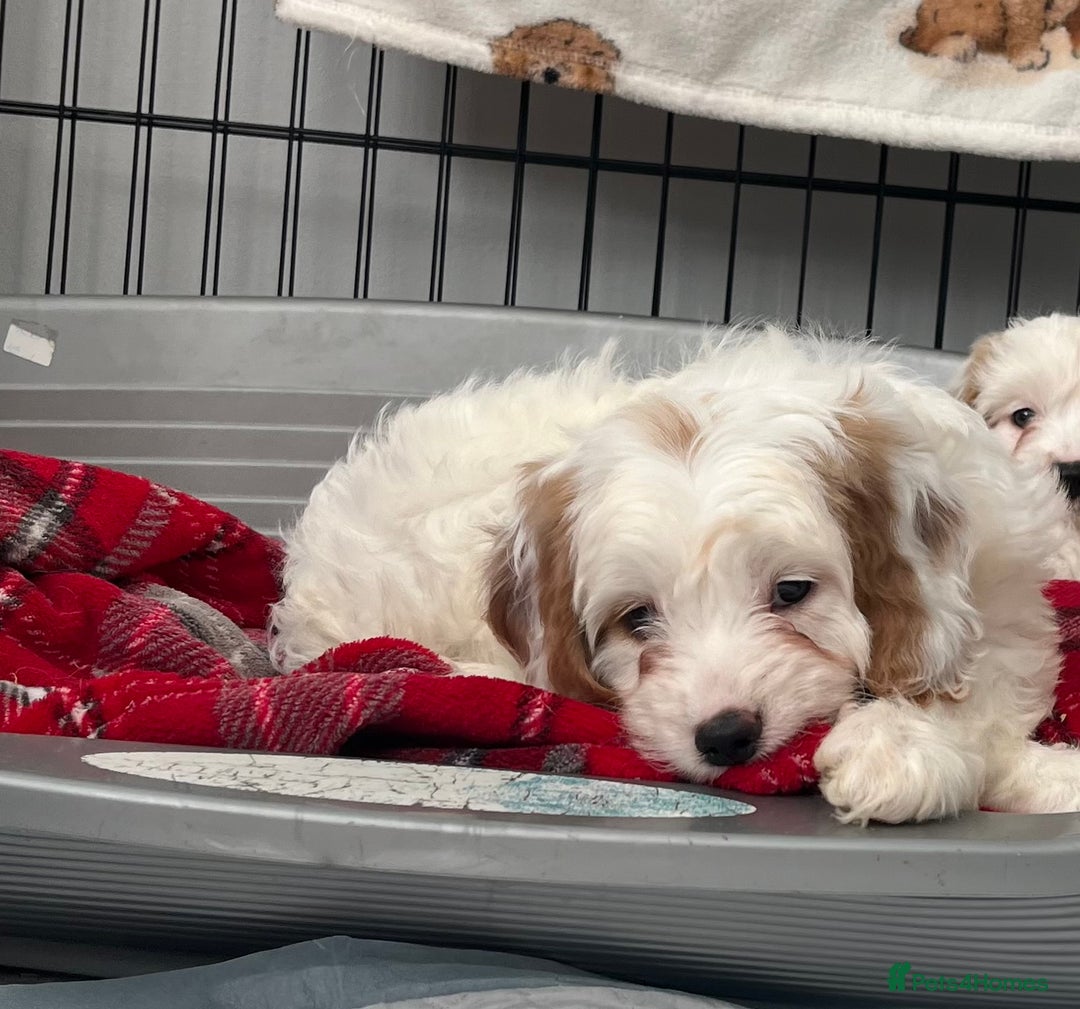 Cavapoo dogs for sale: Cavapoo Puppy 3 - 🐶🐩 7 HEALTH CLEAR ADORABLE CAVAPOO PUPPIES 🐩🐶  - Image 15