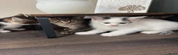 Mixed Breed cats for sale: Kittens for sale  - Advert 15
