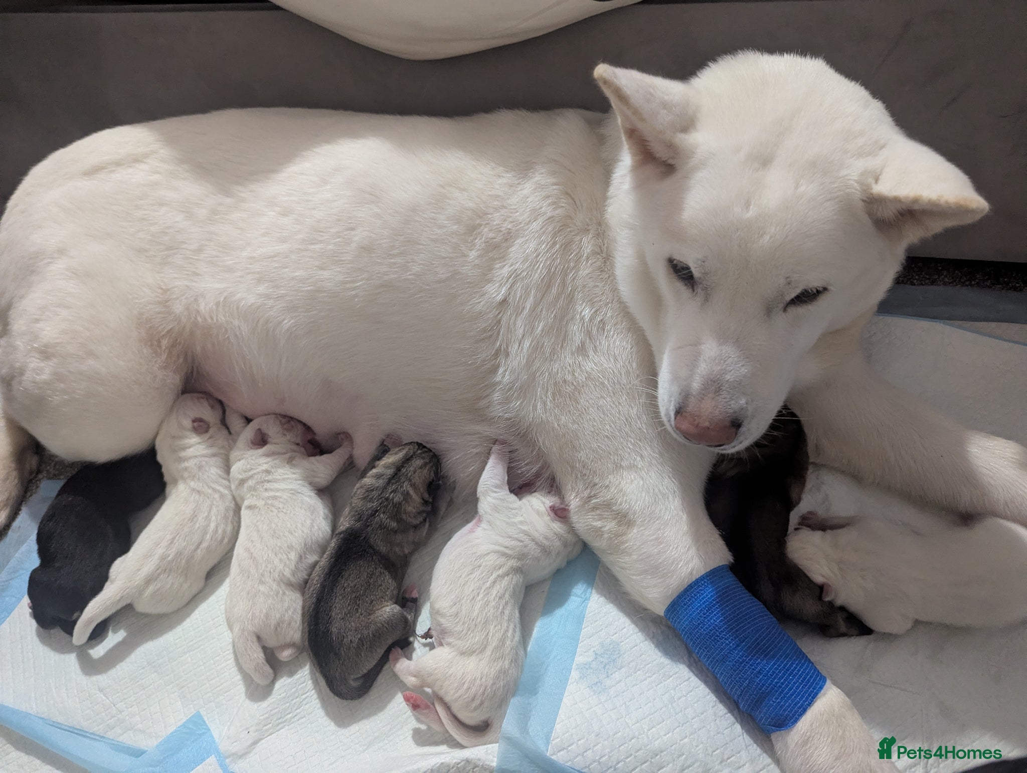 Huskita dogs One stunning huskita boy left  - Advert 5