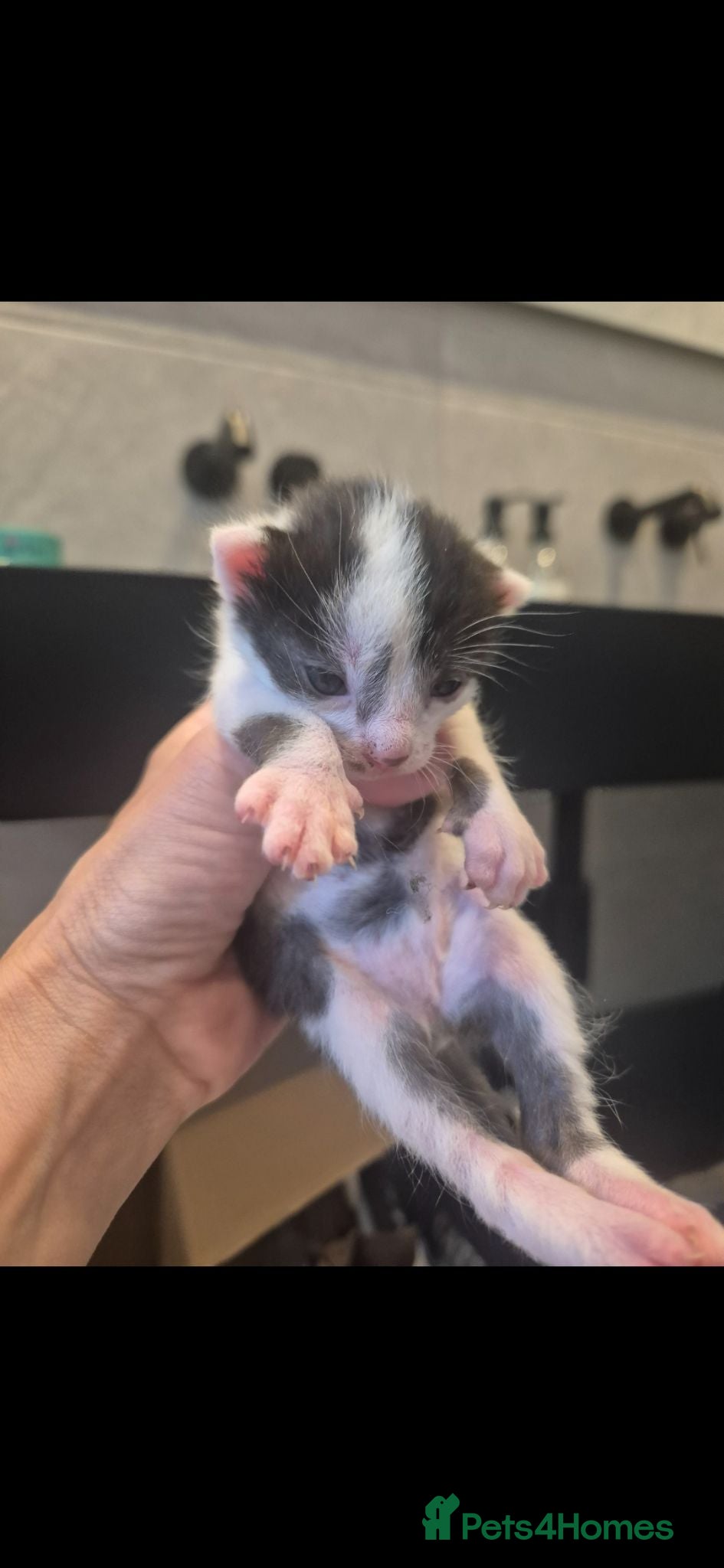 Mixed Breed cats Bengal Cross Kittens - Advert 3