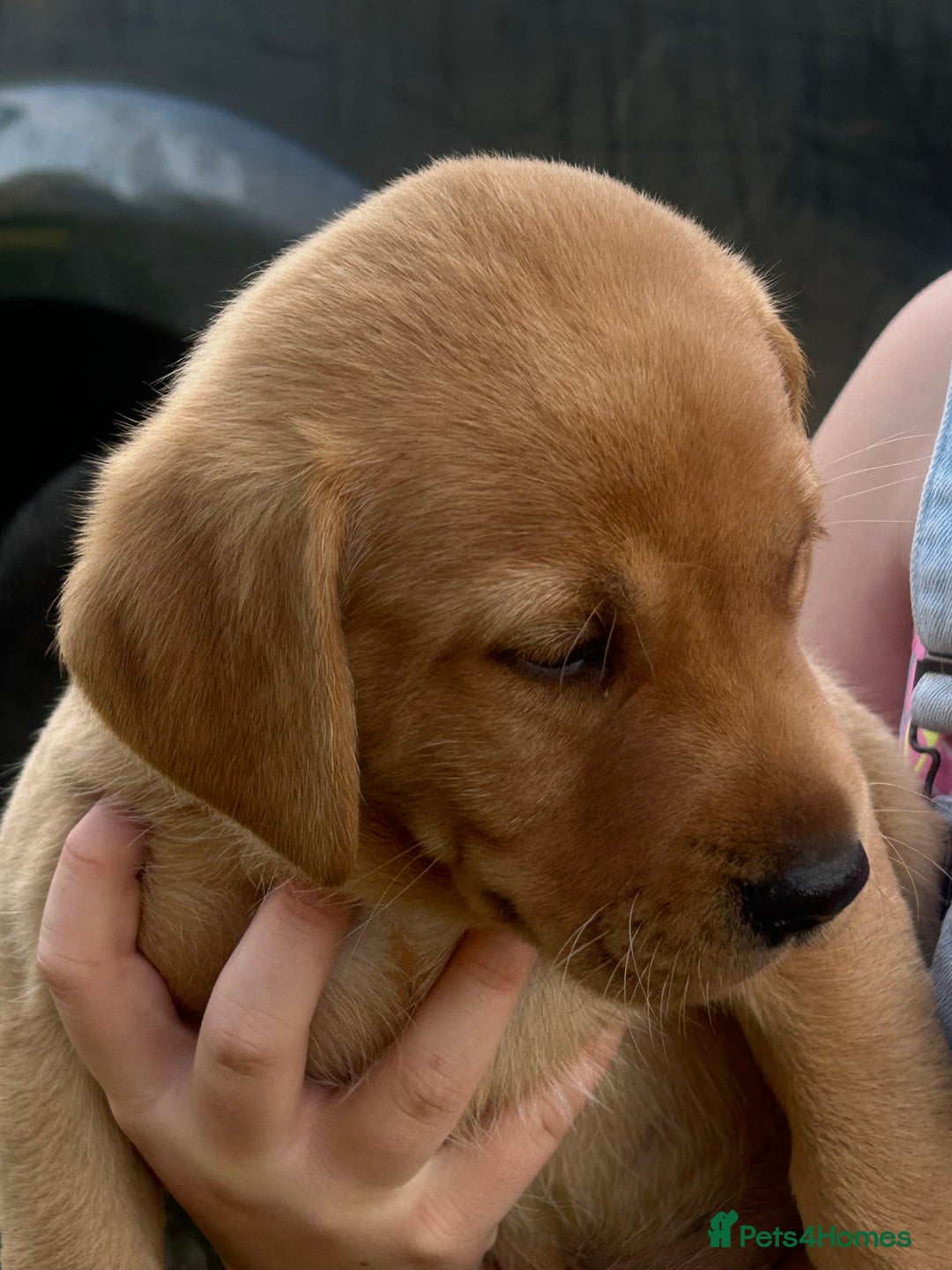 Labrador Retriever dogs for sale: Yellow and fox red Labrador pups - Image 4
