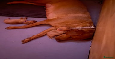 Labrador Retriever dogs - Advert 4