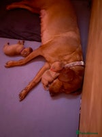 Labrador Retriever dogs - Advert 9