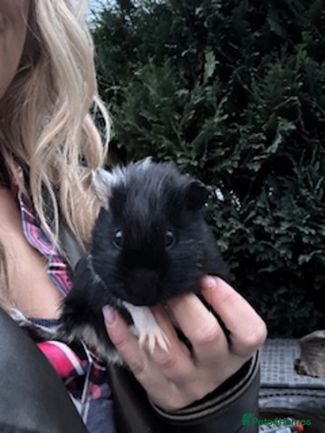 Guinea Pig rodents for sale: Male guinea pig  in Keighley - Advert 1