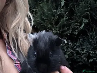 Guinea Pig rodents Male guinea pig - Advert 1