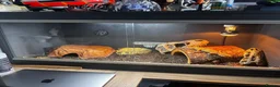 Leopard Gecko reptiles for sale: Leopard Gecko with Complete Vivarium & Accessories - Advert 13