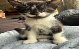 American Shorthair cats for sale: 5 kittens for sale 1boy 4girls.  - Image 8