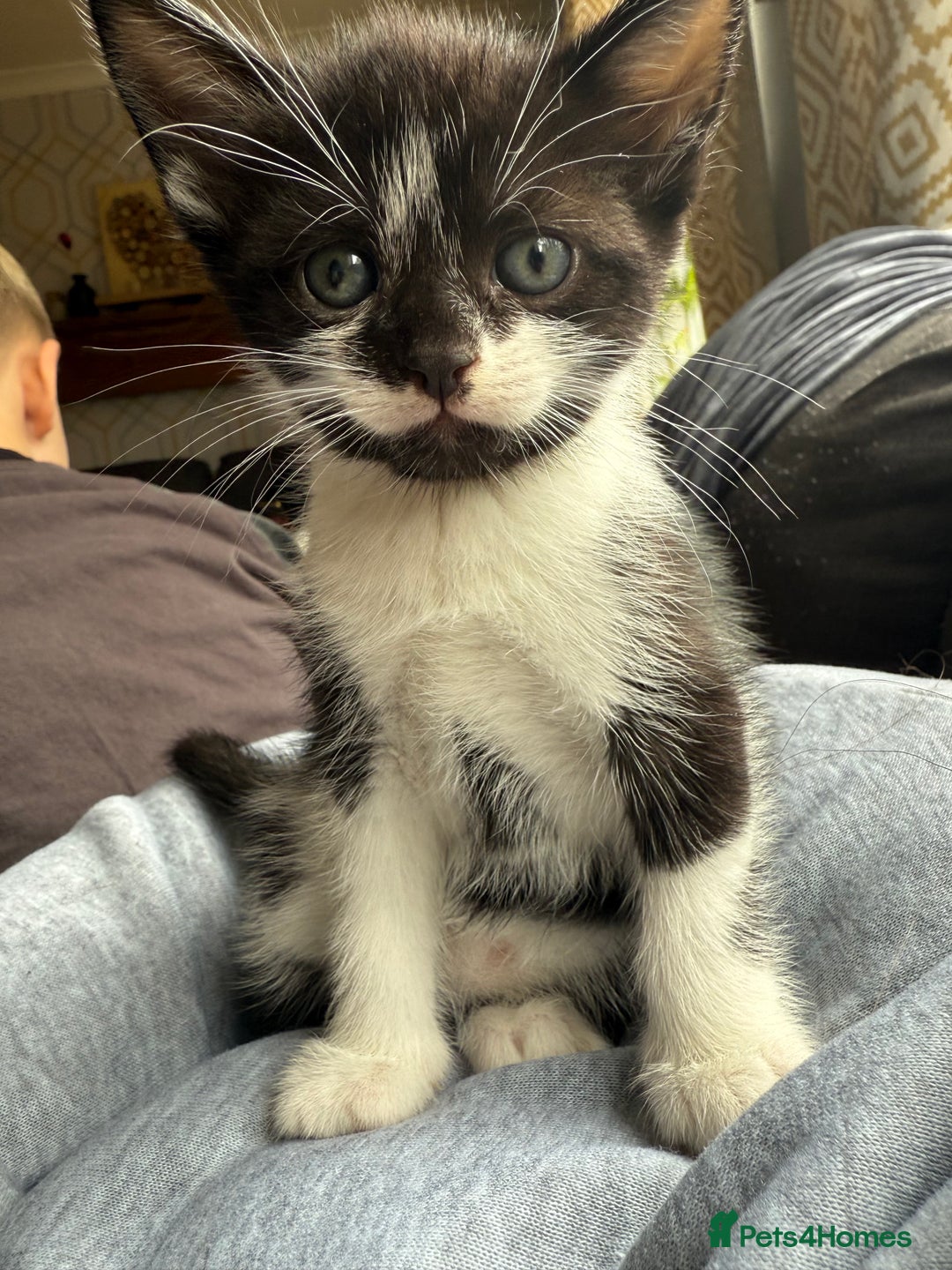 American Shorthair cats for sale: 5 kittens for sale 1boy 4girls.  - Image 8