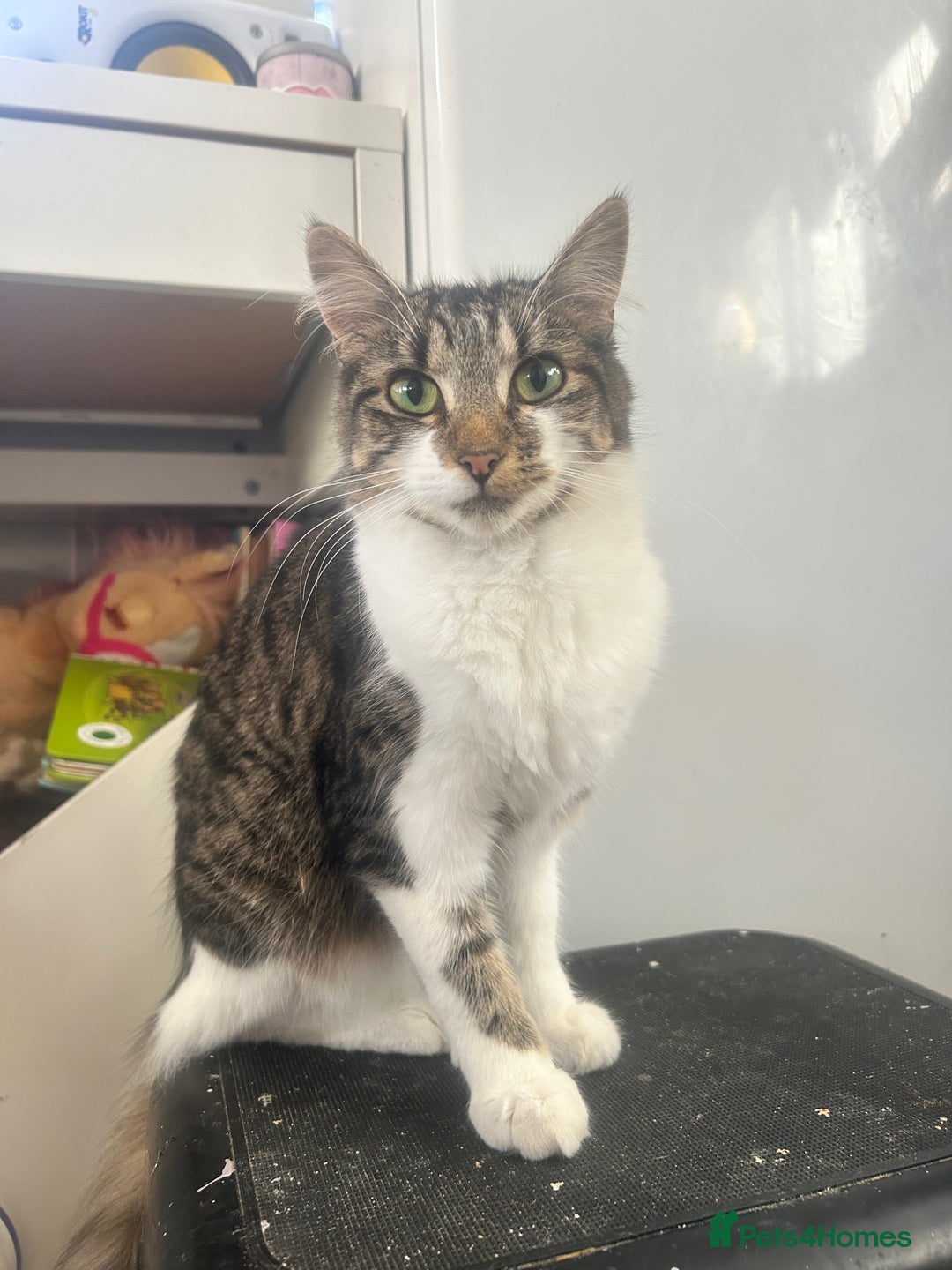 Mixed Breed cats for sale: Free only to good home  - Image 2