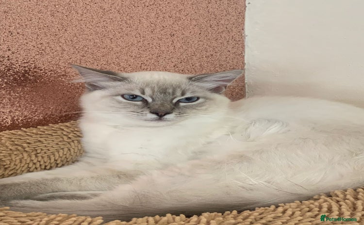 Ragdoll cats - Advert 8