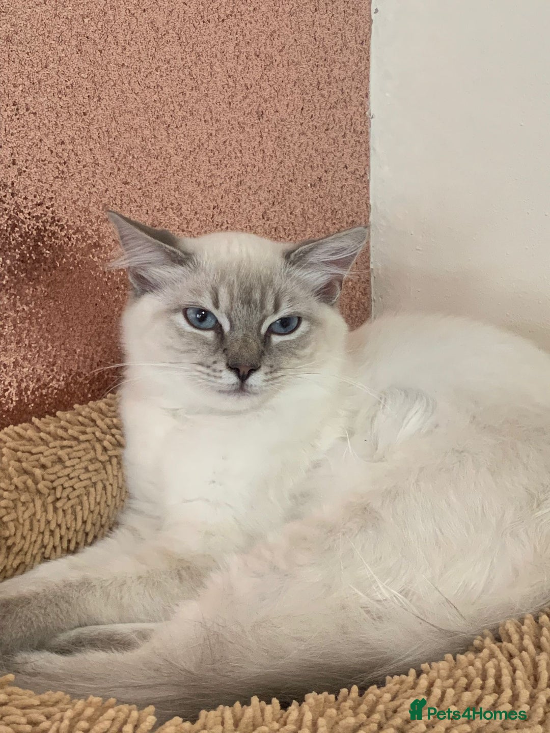 Ragdoll cats for sale: Ragdoll lynx point female kitten 5 months old   - Image 1