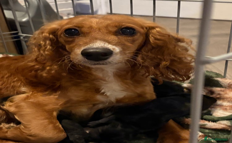 Mixed Breed dogs - Advert 4