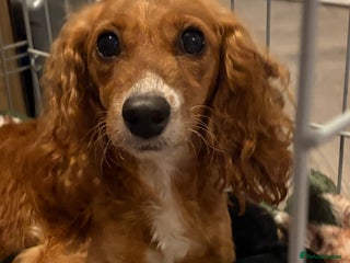 Mixed Breed dogs - Advert 1