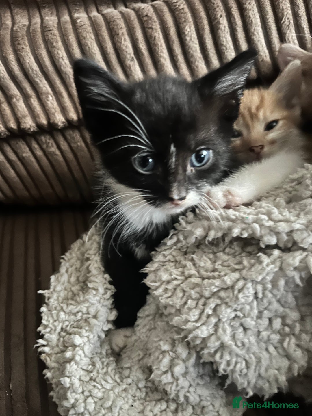 Mixed Breed cats for sale: 5 male munchkin x kittens  - Image 2