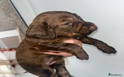 Cockapoo dogs for sale: Beautiful cockerpoo puppies  - Image 5