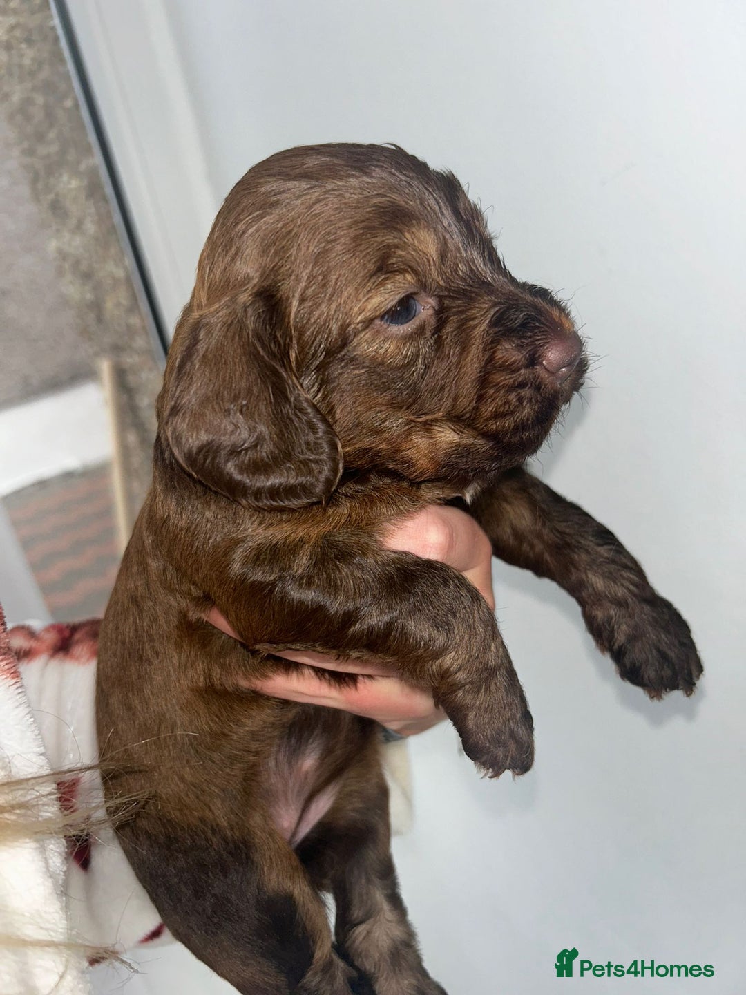 Cockapoo dogs for sale: Beautiful cockerpoo puppies  - Image 5