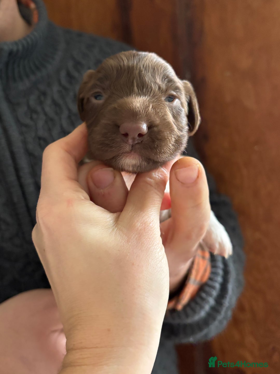 English Springer Spaniel dogs for sale: Beautiful litter of KC REG Puppies - Advert 19
