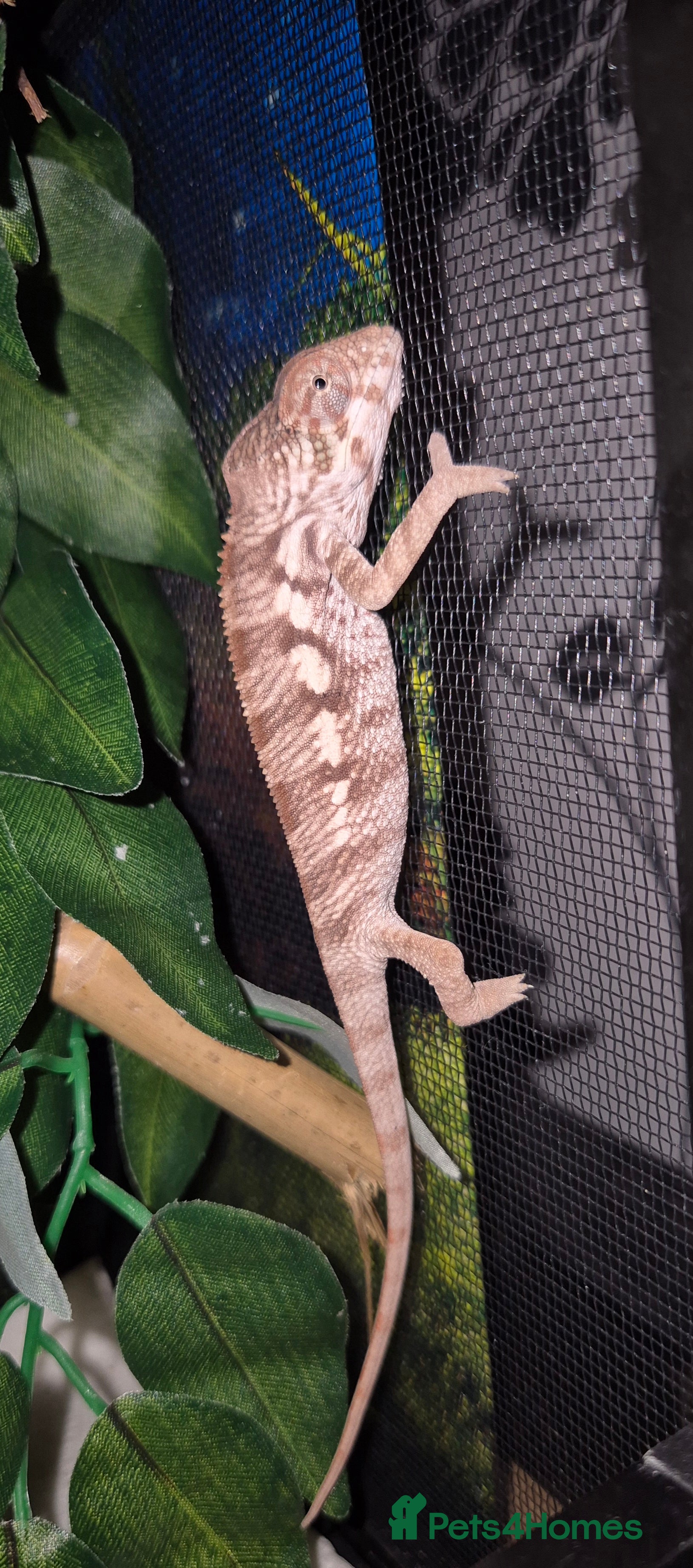 Chameleon reptiles Baby panther chameleons.  in Taunton - Advert 1