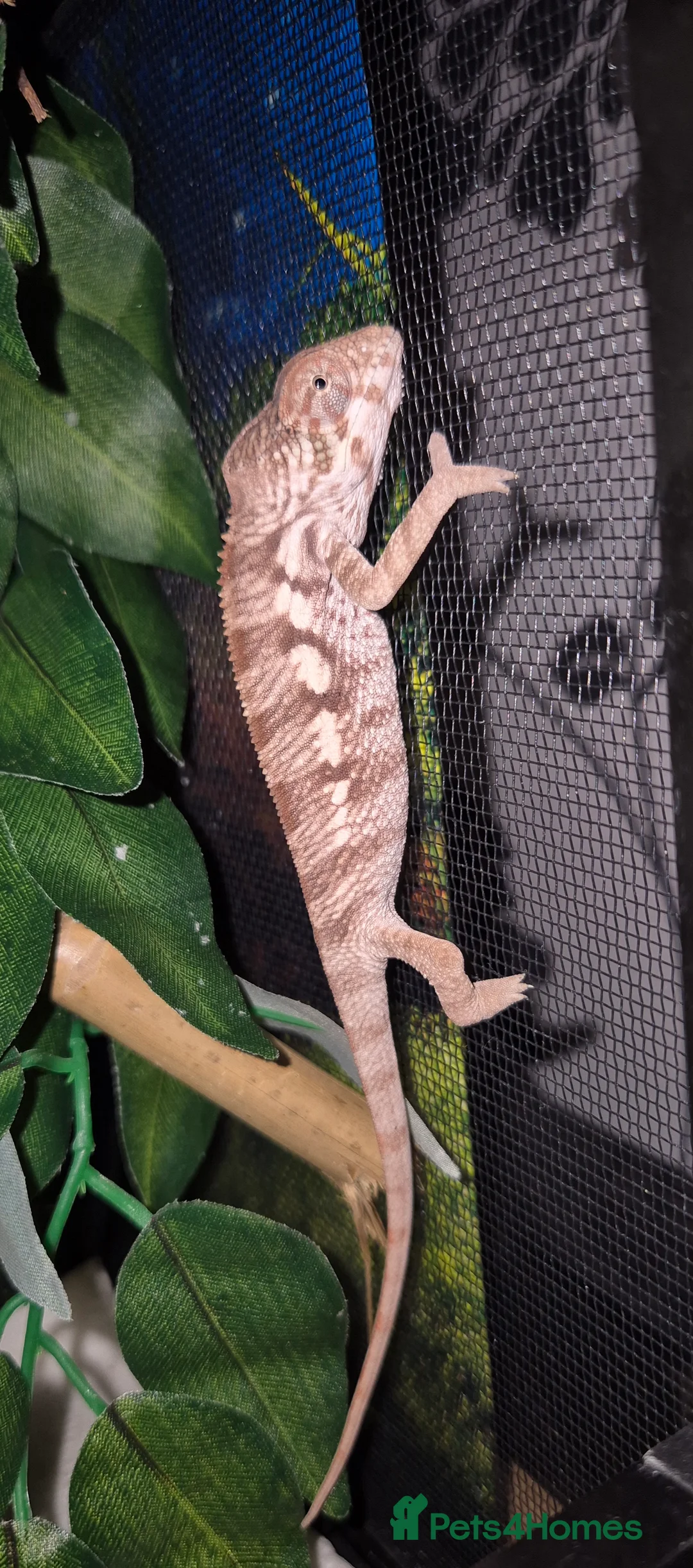 Chameleon reptiles for sale: Baby panther chameleons.  in Taunton - Advert 1