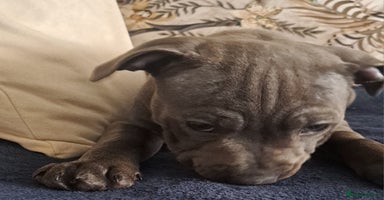 Staffordshire Bull Terrier dogs - Advert 7