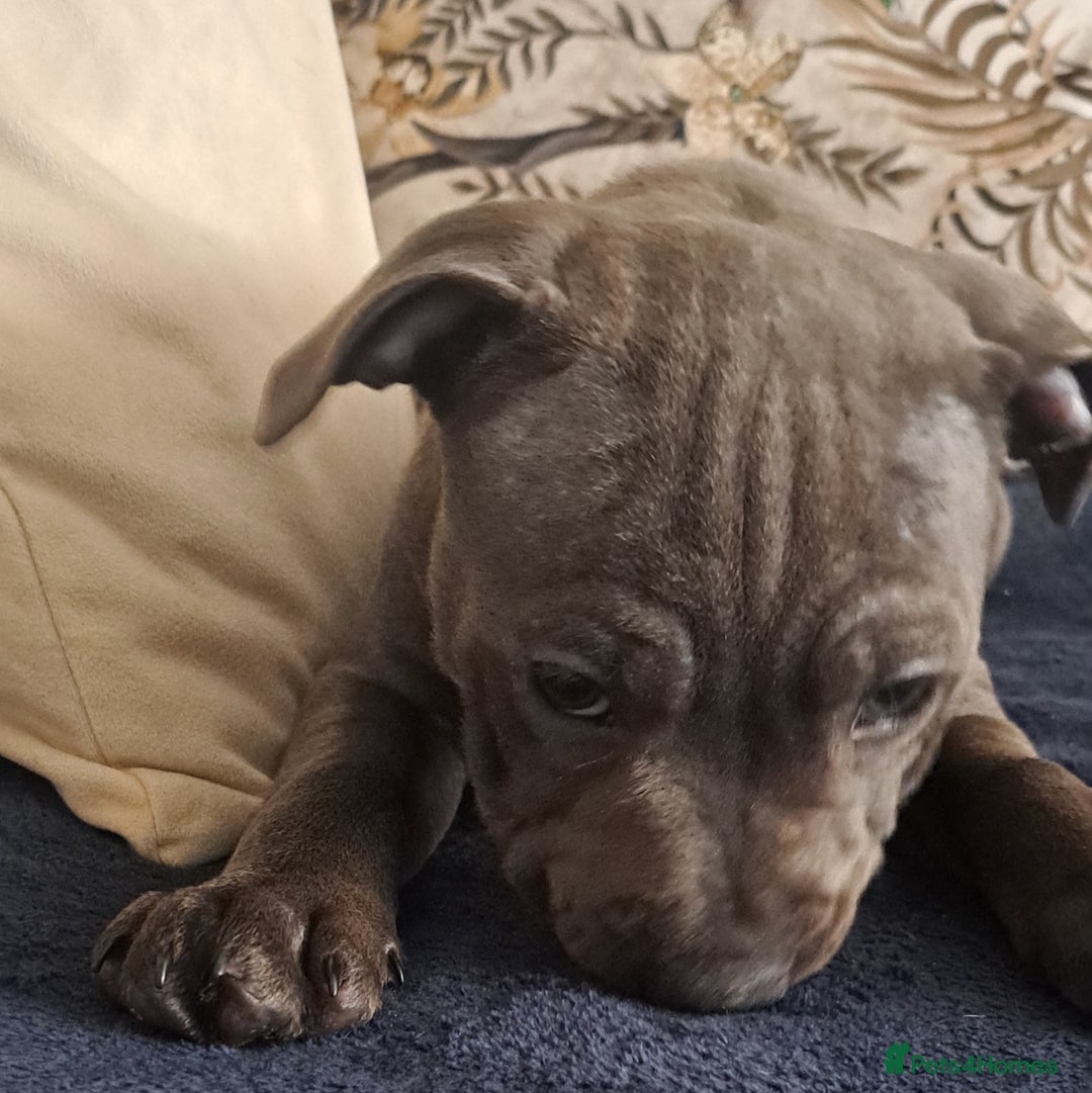 Staffordshire Bull Terrier dogs for sale: KC REGISTERED blue staff puppies - Image 2