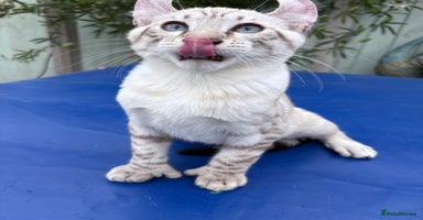 Keetso cats - Advert 4