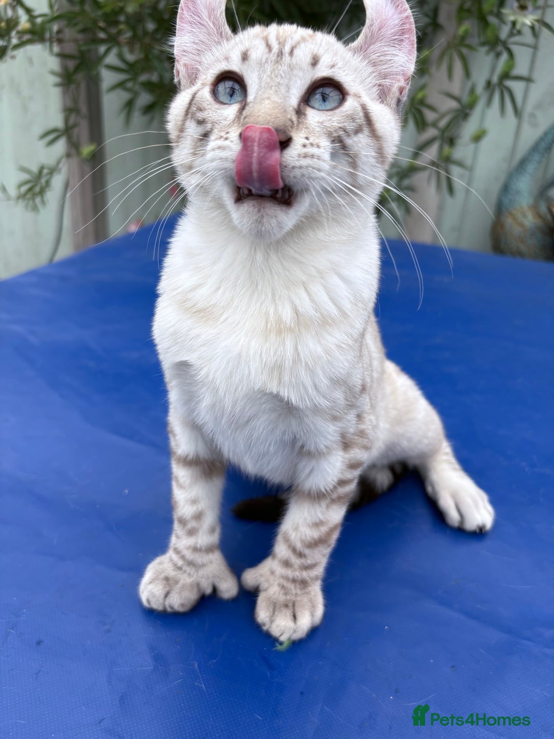 Keetso cats for sale: The best Keetso boy ever  - Image 3