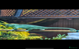 Chameleon reptiles for sale: Female veiled chameleon 1 year old - Image 3