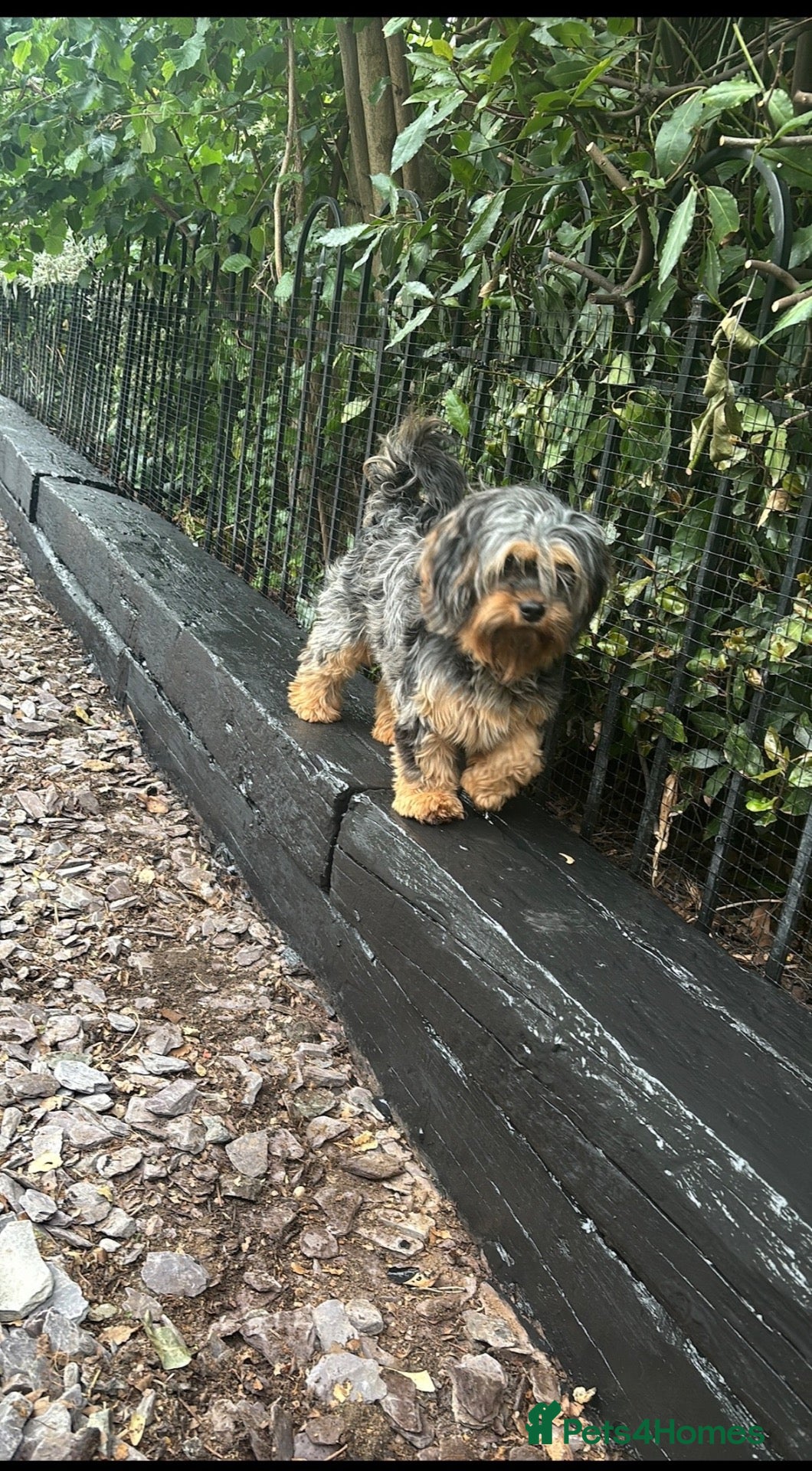 Cavapoo dogs Little cuties  - Advert 2