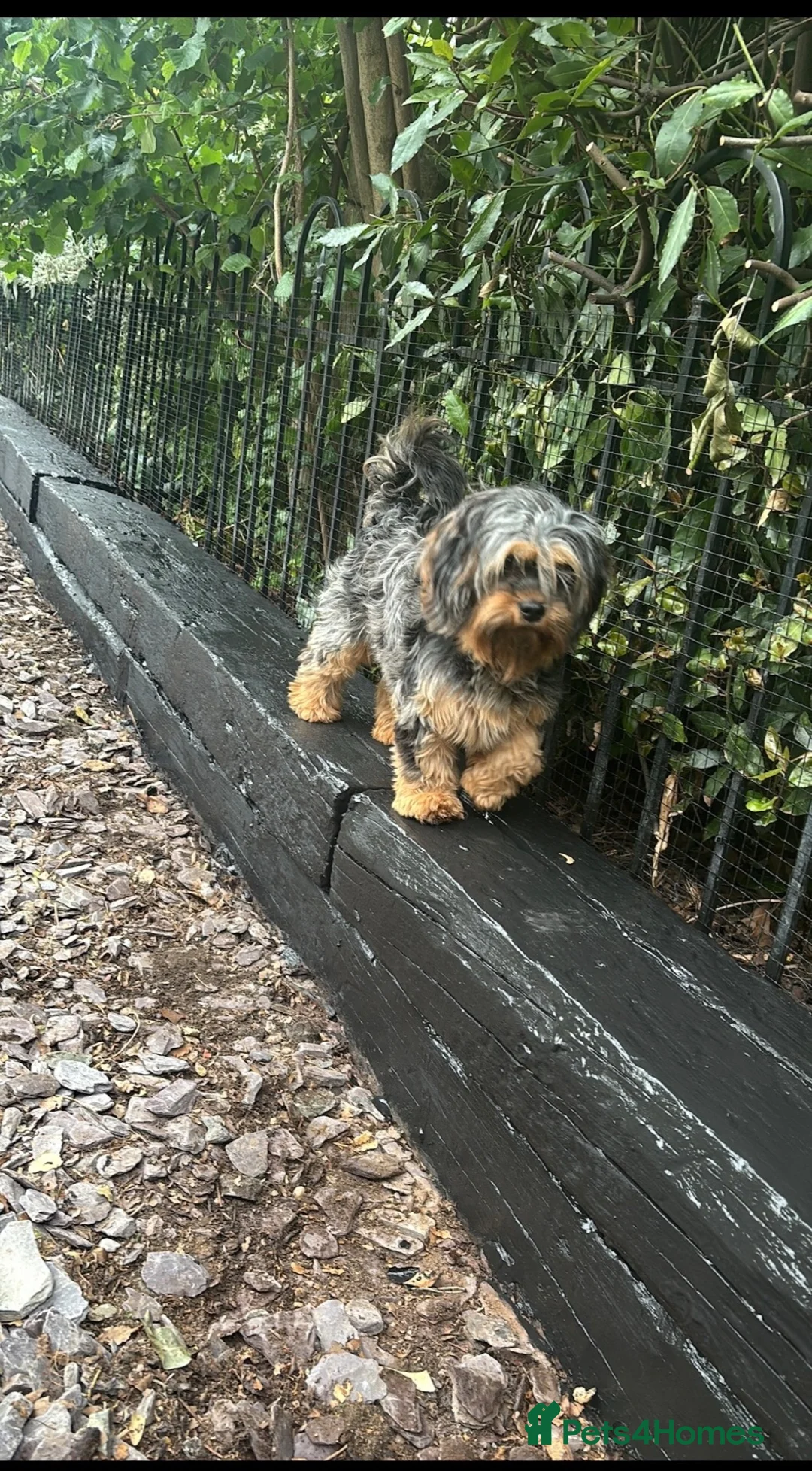 Cavapoo dogs for sale: Little cuties  - Advert 2