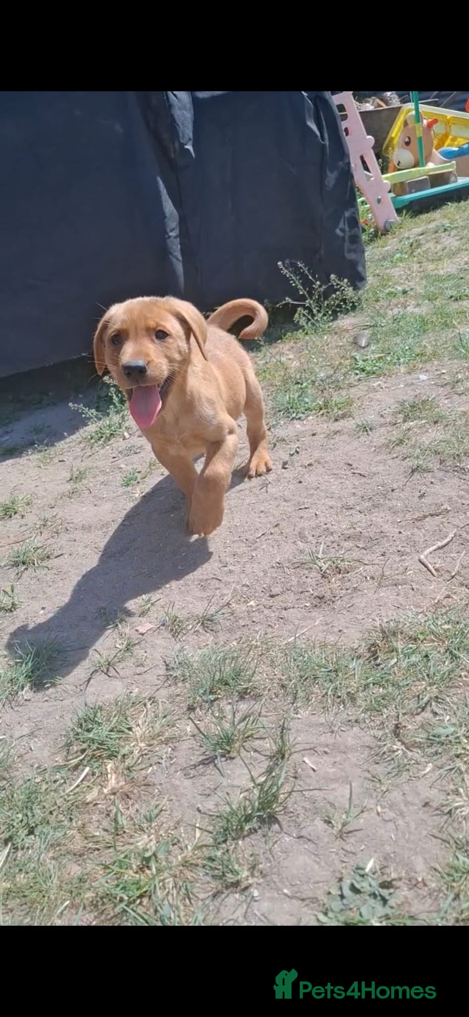 Labrador Retriever dogs Outstanding fox red Labrador puppies! Ready now! - Advert 1