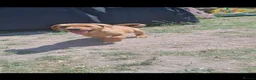Labrador Retriever dogs for sale: Outstanding fox red Labrador puppies! Ready now! - Advert 1