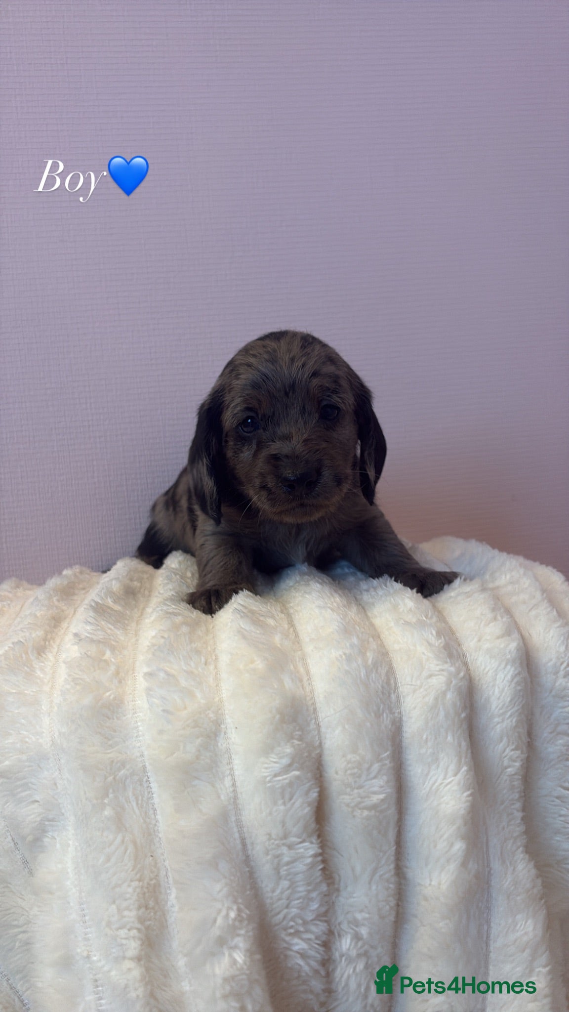 Doxiepoo dogs 🐾F1 Doxiepoo puppies🐾 - Advert 2