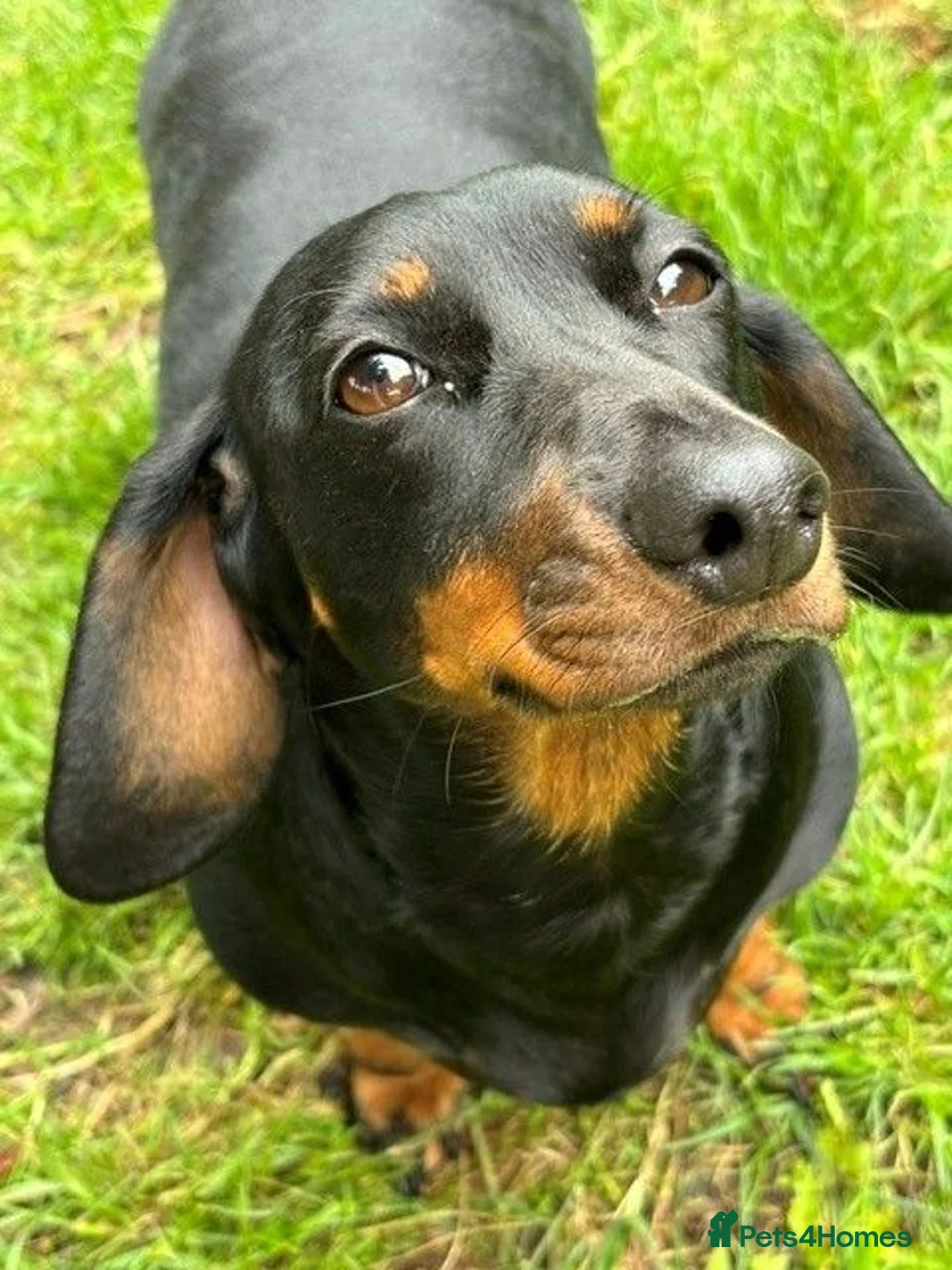 Dachshund dogs for sale: Standard Black and Tan Female Dachshund - Advert 2