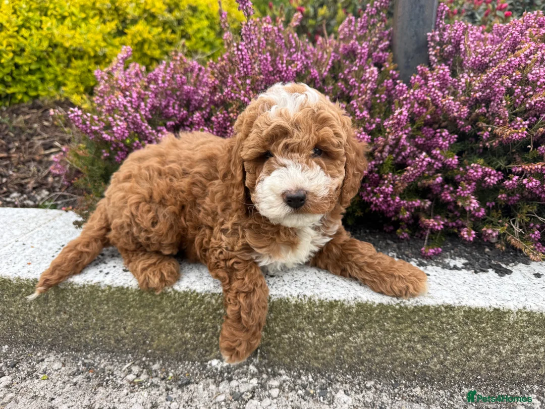 Cavapoo dogs for sale: Cavapoo pupies - Advert 2
