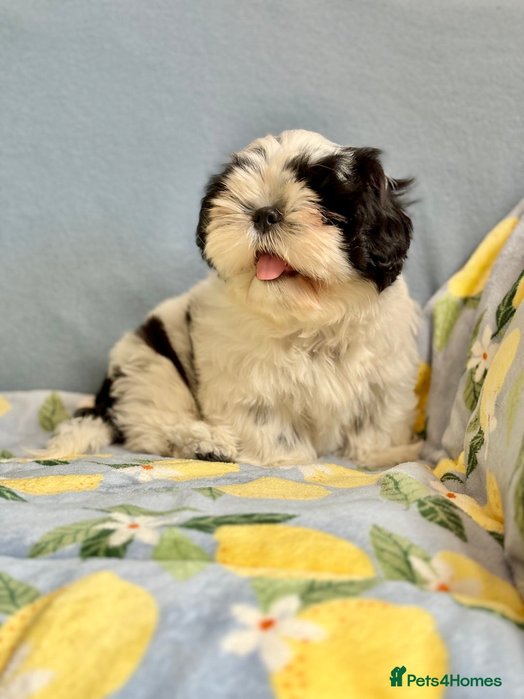 Shih Tzu dogs for sale: Full vaccinated - Gorgeous Shih Tzu male puppy in Somerton - Image 1