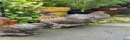 Chickens poultry for sale: 2 Pekin bantam & 1 silkie cross  - Advert 1