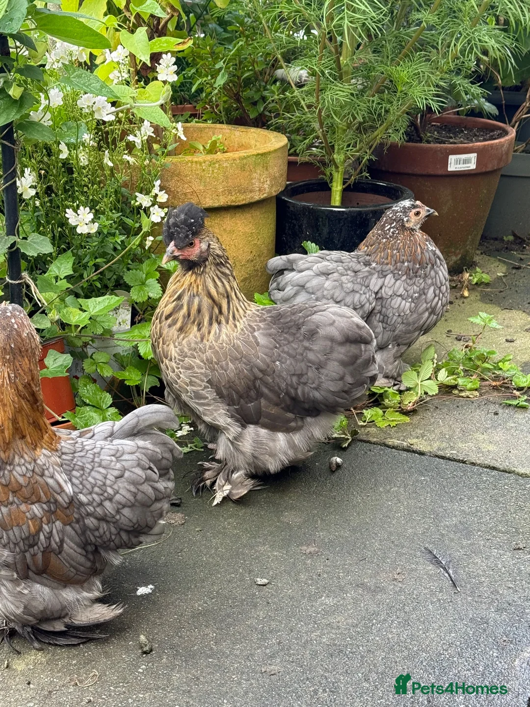 Chickens poultry for sale: 2 Pekin bantam & 1 silkie cross  - Advert 1