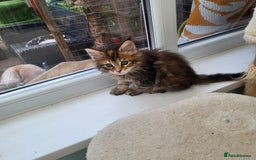 Maine Coon cats for sale: Maine Coon kittens ready soon CF81  - Image 11