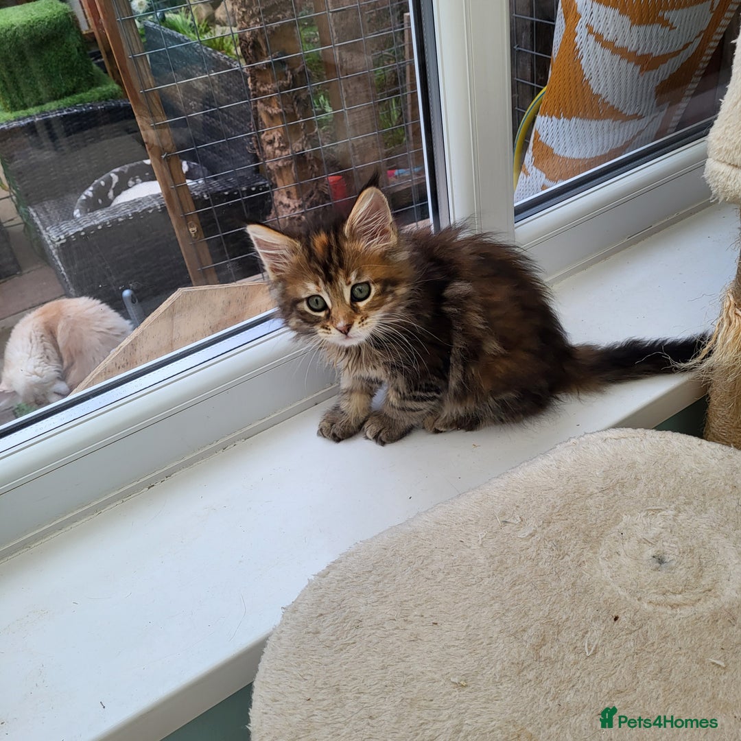 Maine Coon cats for sale: Maine Coon kittens ready soon CF81  - Image 11
