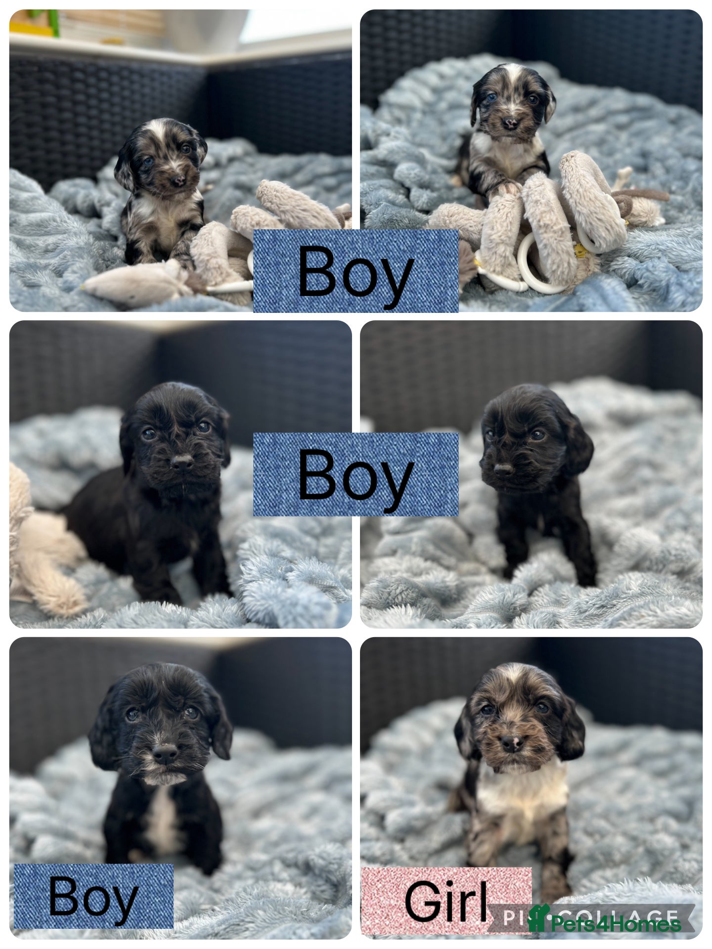 Cocker Spaniel dogs Boys only! Stunning and unique puppies - Advert 11